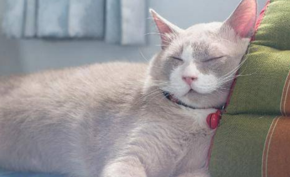 母猫尿血是怎么回事？4种情况要慎重