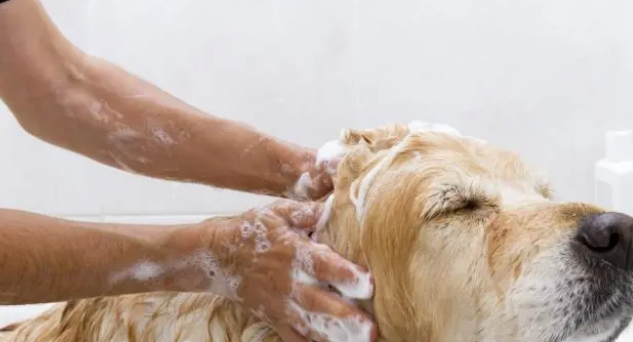 给狗狗洗澡的几个小常识，打算养狗的应该看看