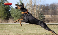 杜宾犬是大型犬吗，是怎么界定大型犬的？