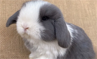 侏儒垂耳兔有什么特点？这篇文章给你解答！