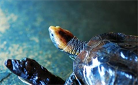 红头蛇颈龟属于深水龟吗？这篇文章有正解！