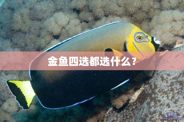 金鱼四选都选什么？