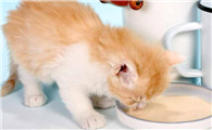 猫咪喜欢吃温热食物的原因是什么？