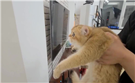注意啦！如果你家猫咪有以下几种表现，那它可能是个傻子！