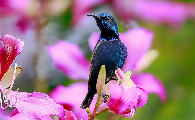 蓝紫胸花蜜鸟是什么鸟？快来了解下吧！
