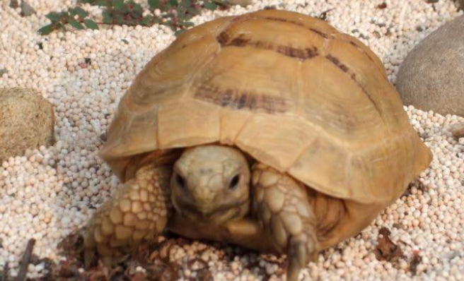 曾掀起“欧陆旋风”的欧洲陆龟，想养一只吗？