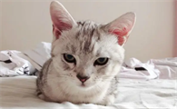 猫鼻支吃阿莫西林有用吗