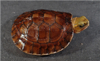 养龟小知识：百色闭壳龟能活多久？
