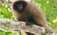 濒危的花面伶猴，有人知道吗？