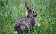 喜欢独居的海南兔，平时都吃什么呢？