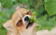 狗狗吃了葡萄籽有事吗？一般不会有事