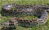 世界上最大的蛇——蚺蛇，是否可以家养呢？