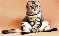猫咪遇到应激反应怎么办，盖夫静心宝能缓解