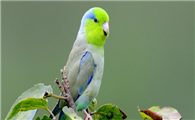 一文告诉你，太平洋鹦鹉绿色蓝色哪个好？