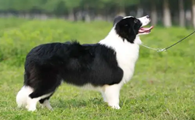 边境牧羊犬多大开始训练比较好？这篇文章给你答案
