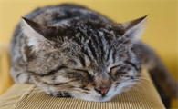 猫咪喜欢吃热的还是冷的？看这里
