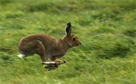 新疆塔里木兔繁殖期一般在这段时间