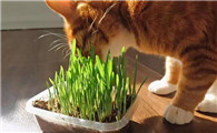 猫咪不吃猫草怎么办