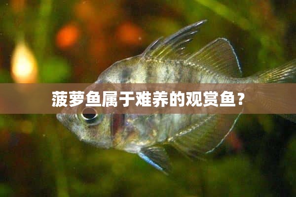 菠萝鱼属于难养的观赏鱼？