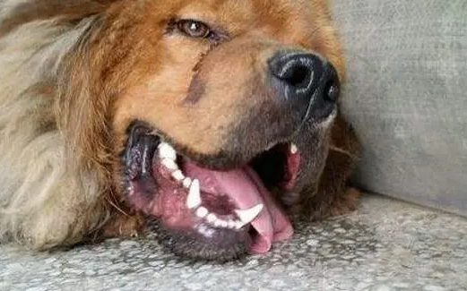 狗狗嘴流透明的长粘液是什么？感兴趣就看看