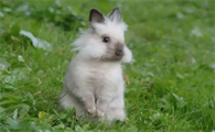 想要养多瓦夫兔的朋友，可以看下哪里能买到