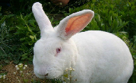 日本大耳白兔一般长多重？来看看你家兔子是否达标~