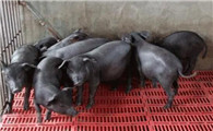太湖母猪拉稀怎么办，有什么解决方法吗？