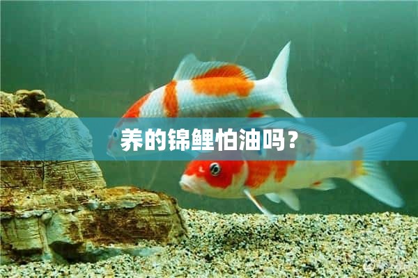 养的锦鲤怕油吗？