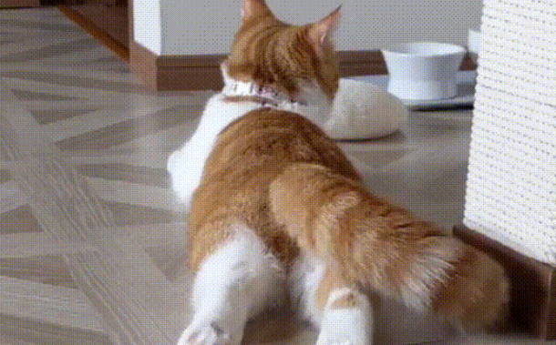 猫尾巴下垂摇摆代表什么？很简单~