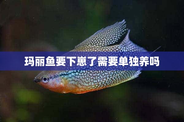 玛丽鱼要下崽了需要单独养吗