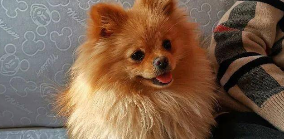 博美犬总是喘咳是什么原因