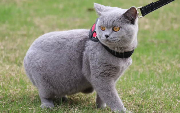 宠主科普：小时候的英短蓝猫怎么看品相？