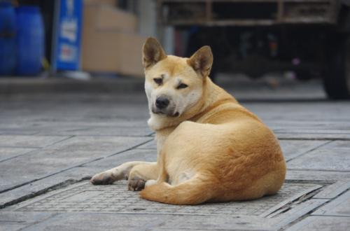 怎样挑选品质高的中华田园犬？从这五点出发