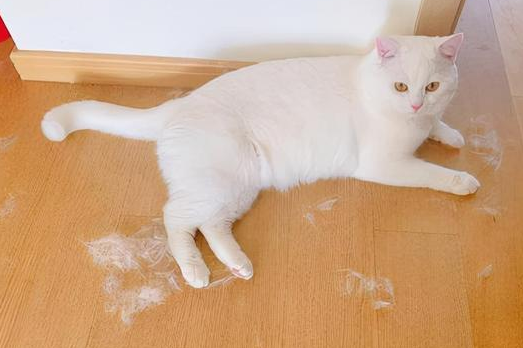 猫掉毛严重怎么解决？有人知道吗？