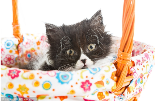 波斯猫偷吃东西？你要这么惩罚它