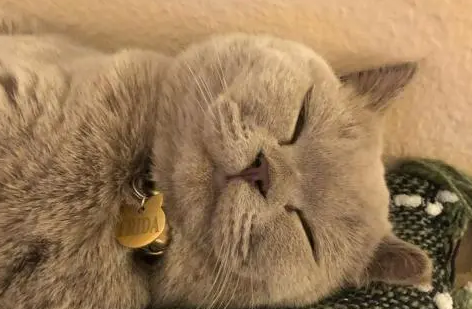 猫咪体内驱虫这样做，新手也不用愁了