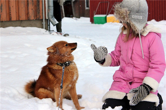 芬兰猎犬吃多了怎么办？试试这几种方法