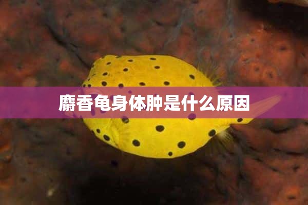 麝香龟身体肿是什么原因