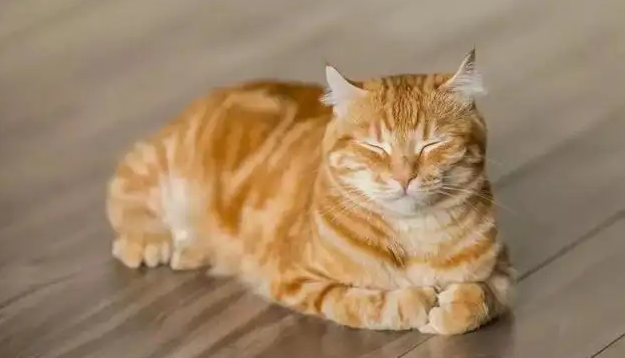 猫咪揣手手不止是卖萌，它的这些小心思你有读懂吗？