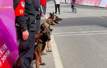 拉布拉多走到警犬旁，让它都不能正常执勤了，狗也难过美人关呀！