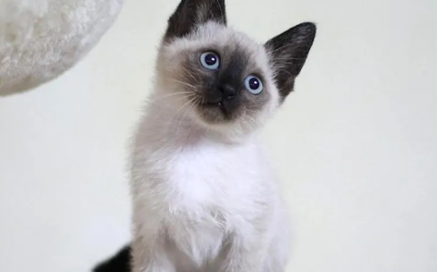 暹罗猫和其他猫配种会出事吗？一文替你解答！