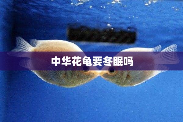 中华花龟要冬眠吗