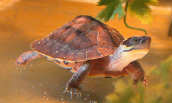 快来学学，三线闭壳龟稚龟如何分辨公母？