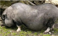越南大肚猪寿命有多长，来了解一下吧