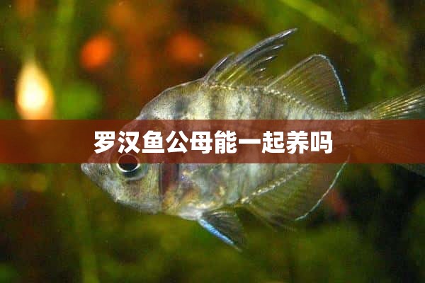 罗汉鱼公母能一起养吗