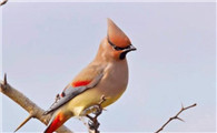 小太平鸟在我国是常见的笼中鸟，大家对于它了解多少？