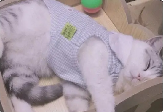 旧衣改造、手作猫窝的教程来啦！
