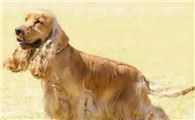 英国可卡犬和美国可卡犬有啥区别，你了解过吗？