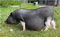 越南大肚猪哪里有卖？看完这篇文章就知道