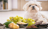 每日一问：狗吃多少葡萄干会致死